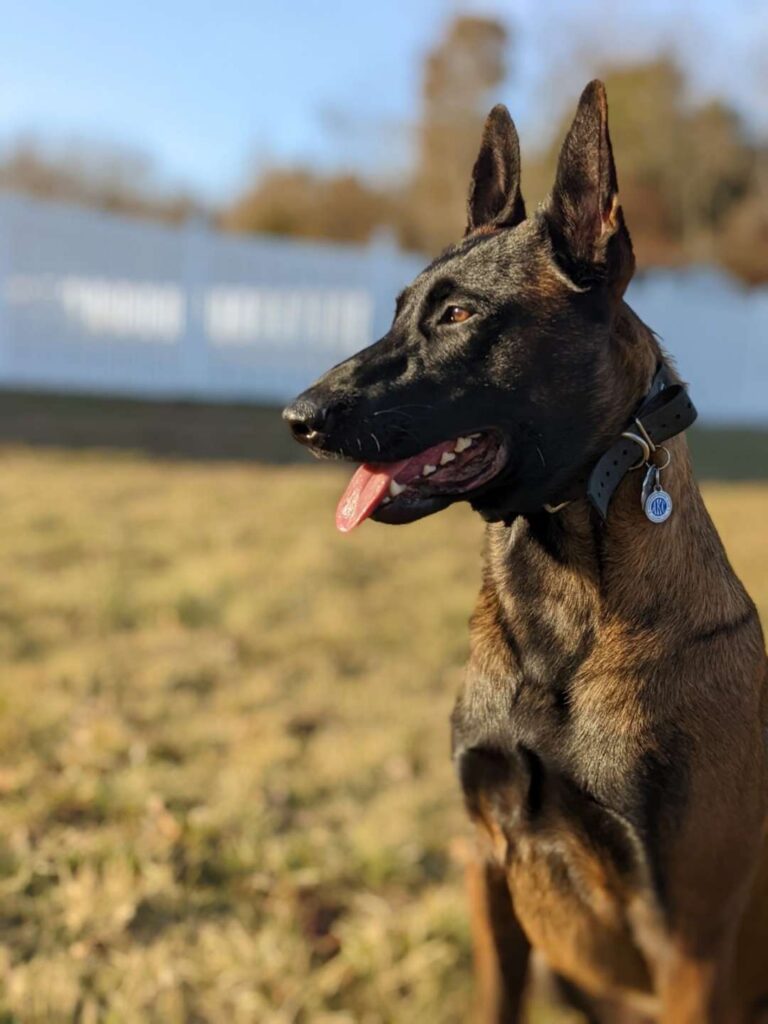 bomb dog emery