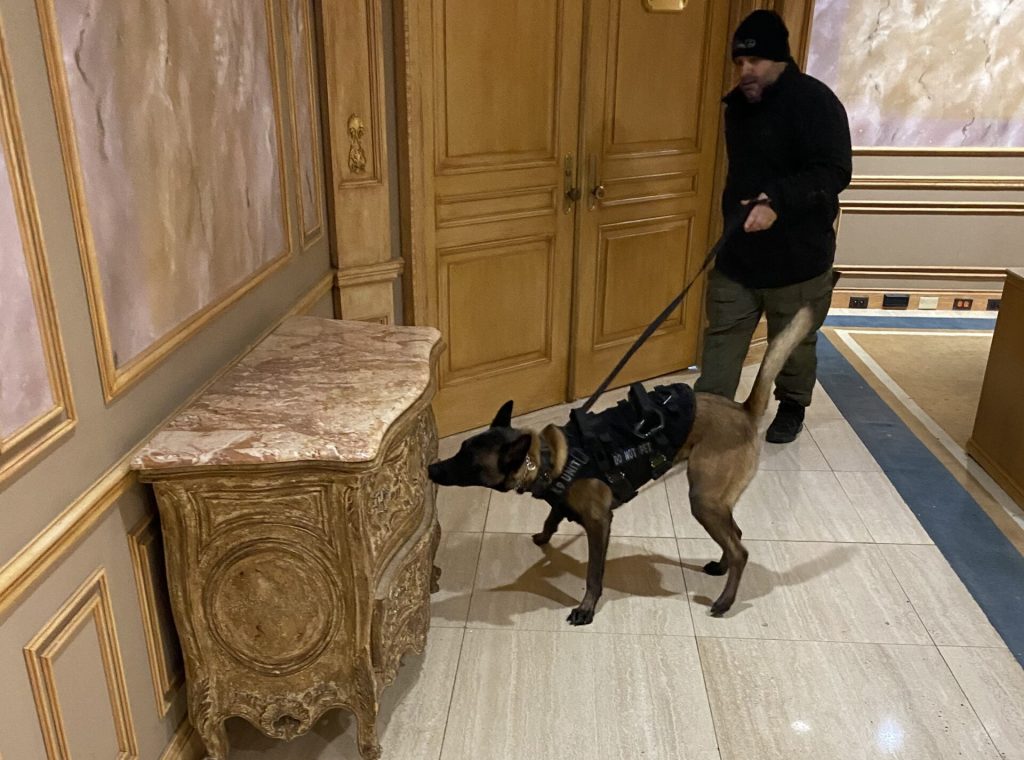 bomb dogs search for explosives