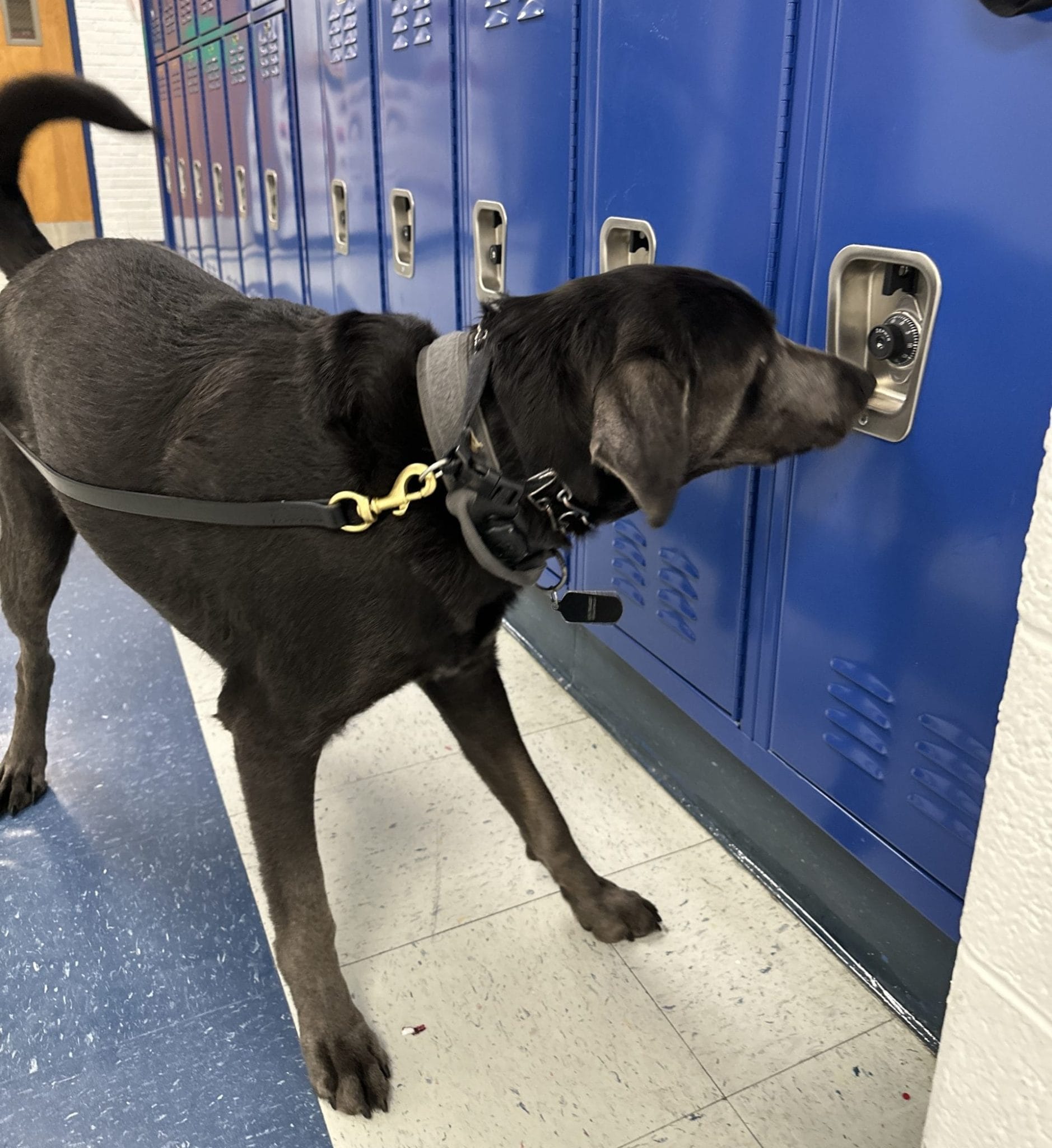 ScentWorks K9 detection dog conducting a school search