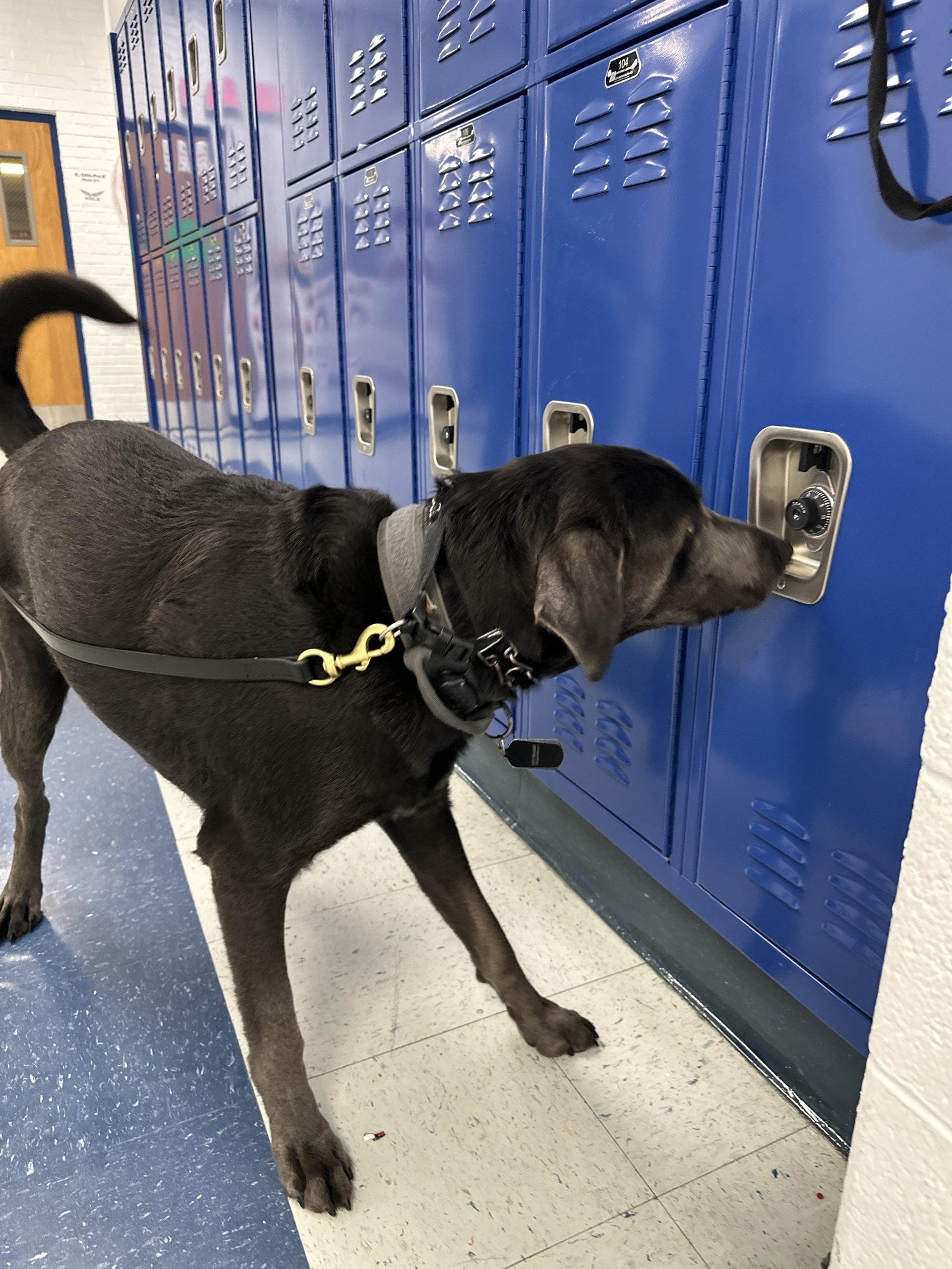 Firearm Detection Dogs ScentWorks K9