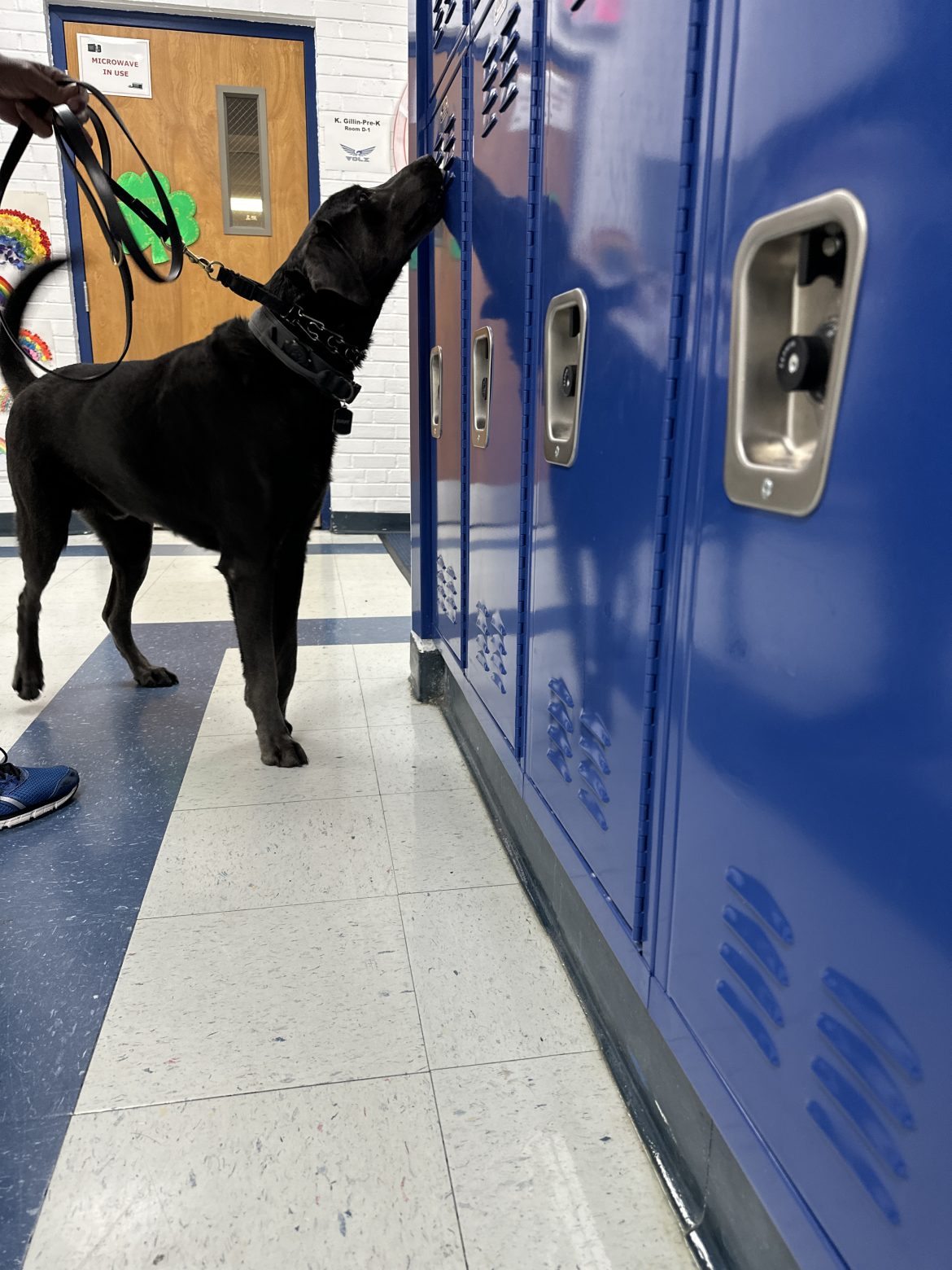 Firearm Detection Dogs ScentWorks K9