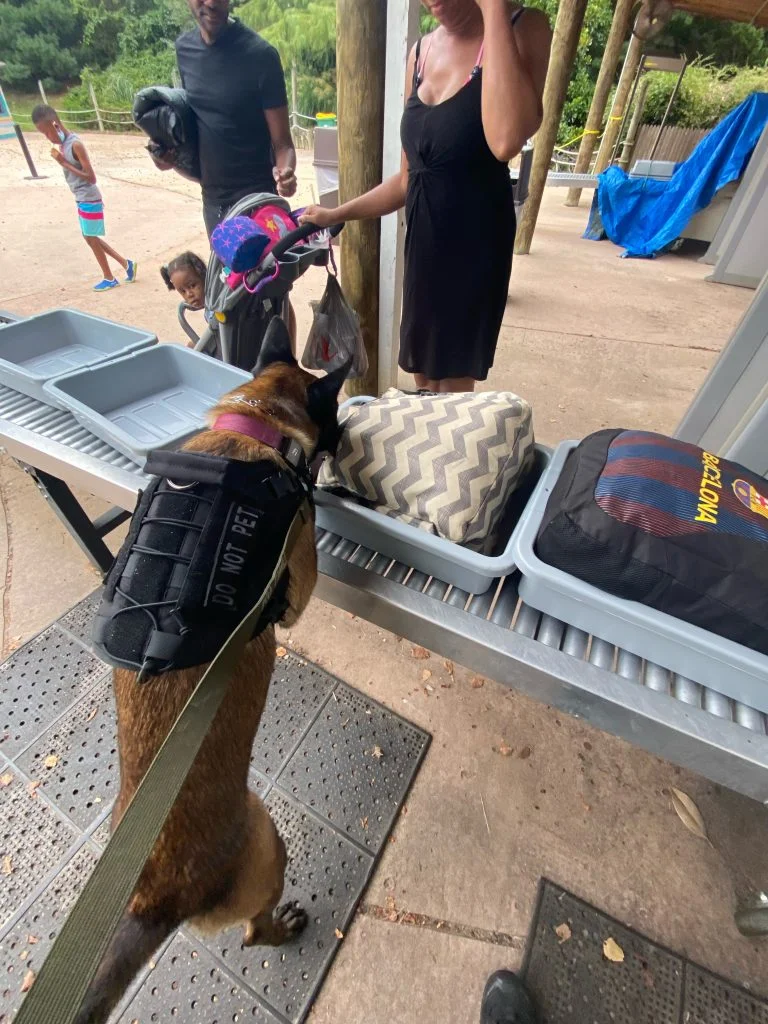 Scentworks K9 Kimber searches bags for contraband at a security checkpoint