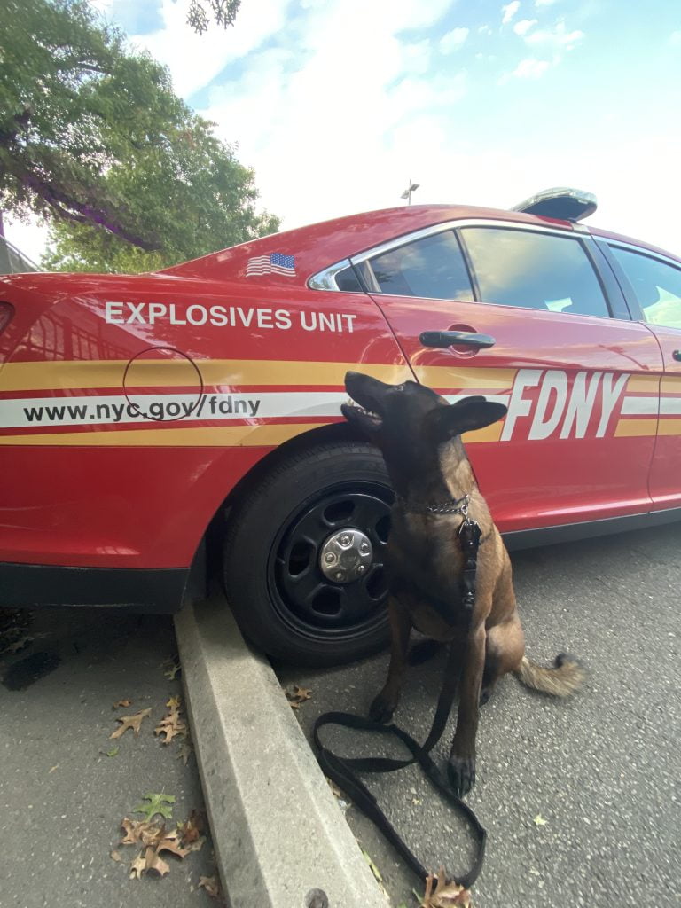 K9 Emery, an explosives detection dog sits next to a vehicle at a music festival