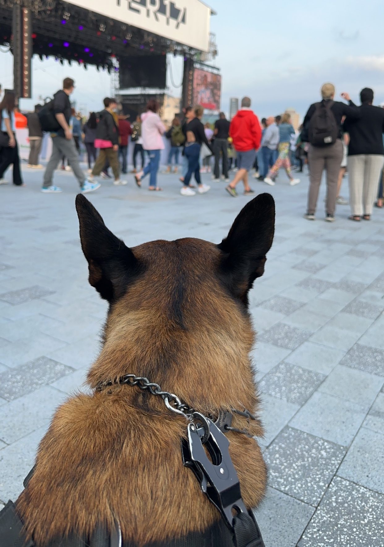 Explosive K9 and Firearm K9 Emery stands watch over a music venue