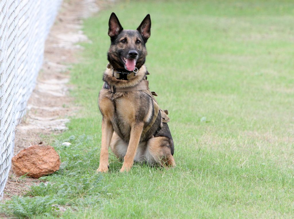 ScentWorks K9 Partner Outside a Ball Field