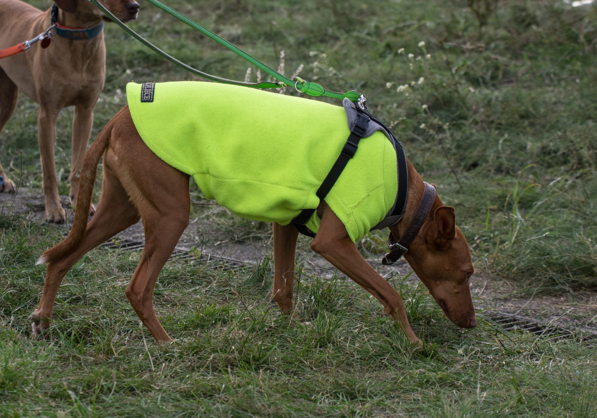 Can Dogs / K9s Smell Vape Pens? ScentWorks K9