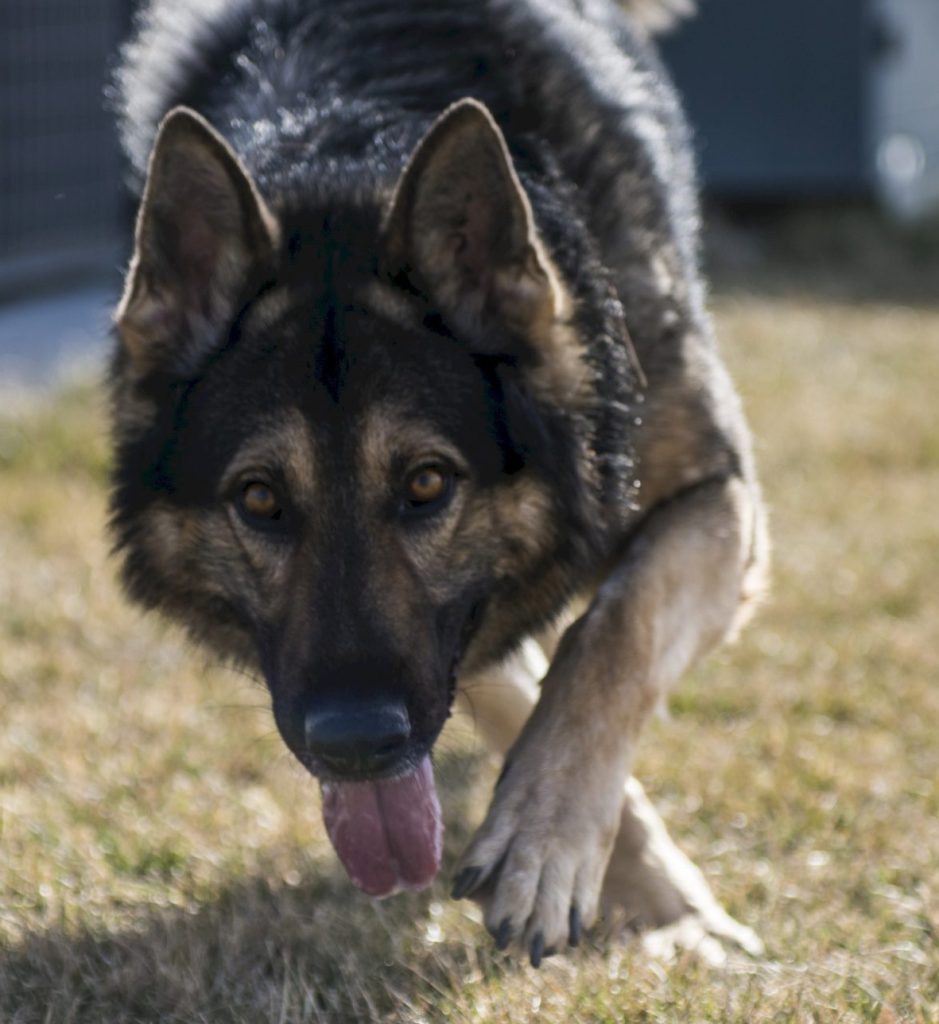 ScentWorks K9 Partner Dog Searches